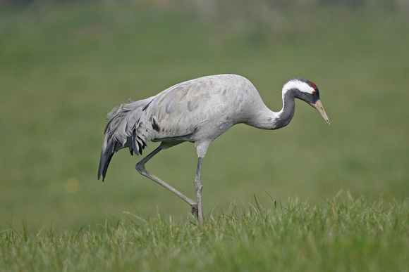 Common Crane