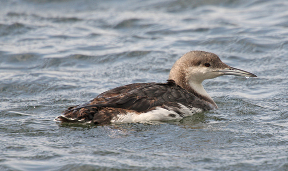 Black-throated Diver