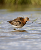 Black-tailed Godwit