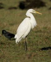 Great White Egret