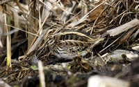 Common Snipe & Jack Snipe