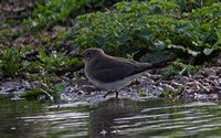 Collared Pratincole