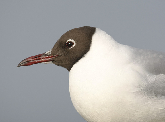 Black Headed Gull