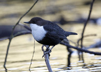 Black-bellied Dipper