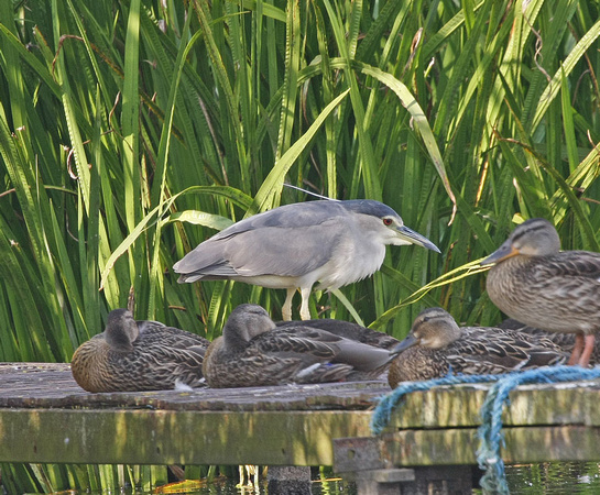 Night Heron
