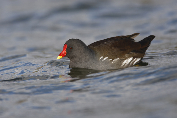 Moorhen