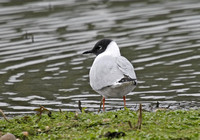 Bonaparte's Gull