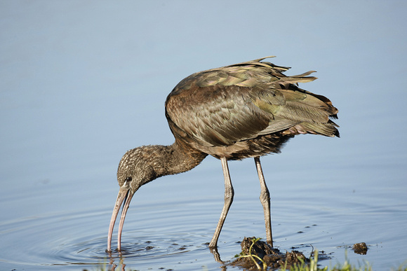 Glossy Ibis