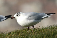 Black Headed Gull