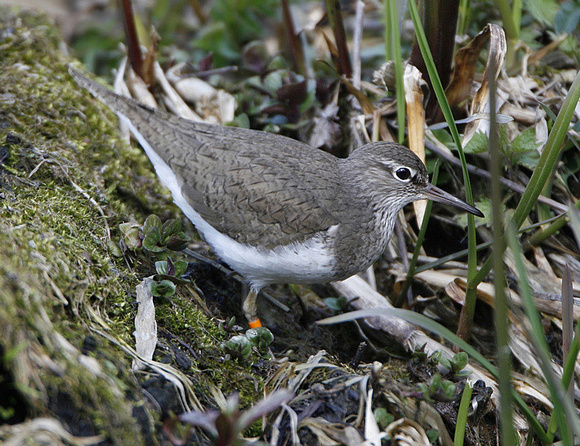 Common Sandpiper