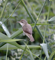 Blyth's Reed Warbler