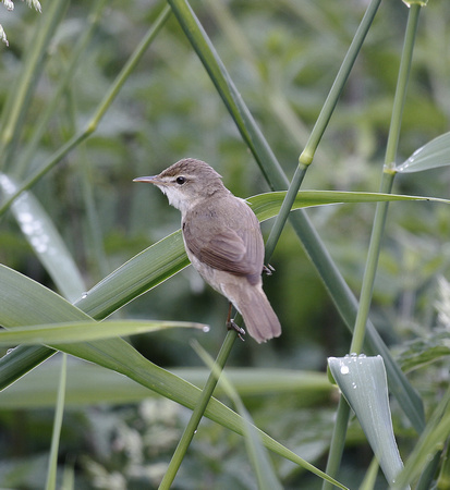 Blyth's Reed Warbler