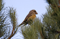 Parrot Crossbill