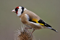 Goldfinch