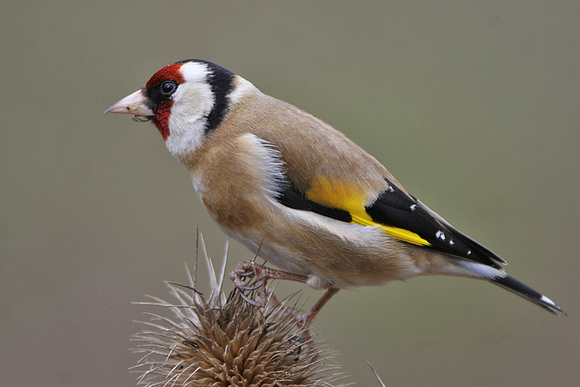 Goldfinch