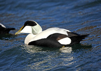 Common Eider