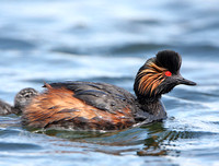 Black-necked Grebe