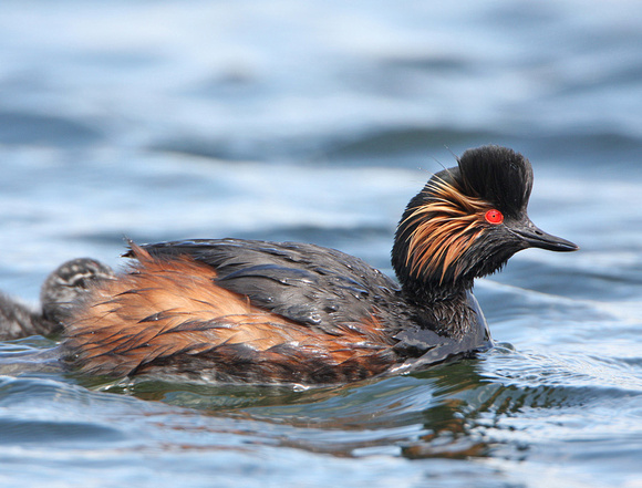 Black-necked Grebe