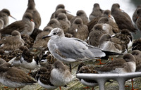 Laughing Gull