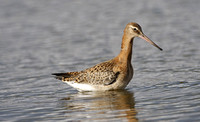 Black-tailed Godwit