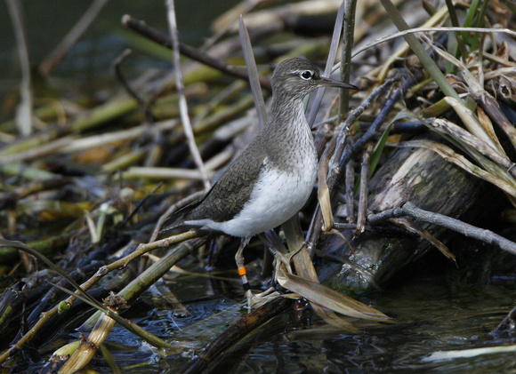 Common Sandpiper