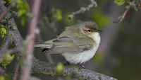 Chiffchaff