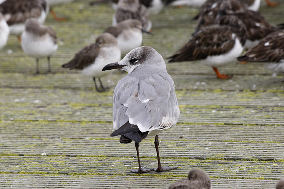 Laughing Gull