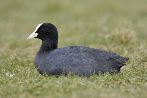 Coot