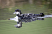 Great Northern Diver