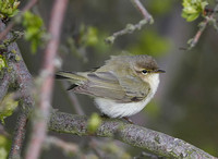 Chiffchaff