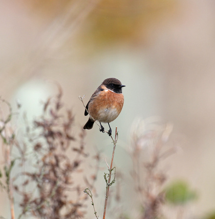 Stonechat