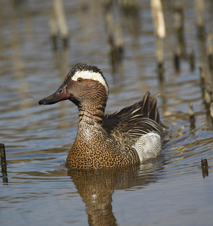 Garganey