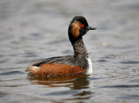 Black-necked Grebe