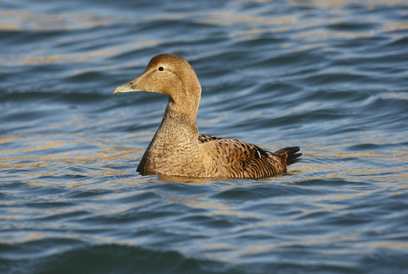 Common Eider