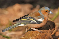 Chaffinch