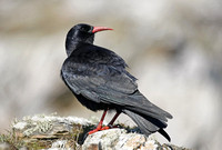 Chough