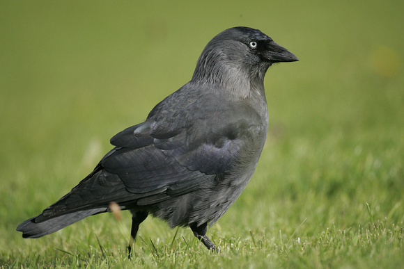 Jackdaw