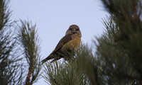 Parrot Crossbill