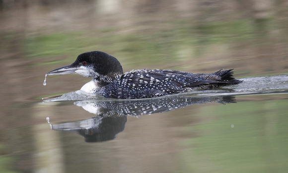 Great Northern Diver