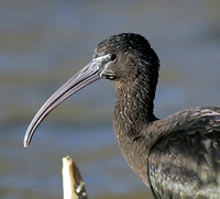 Glossy Ibis