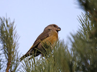 Parrot Crossbill