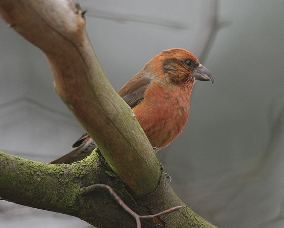 Common Crossbill