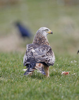 Red Kite