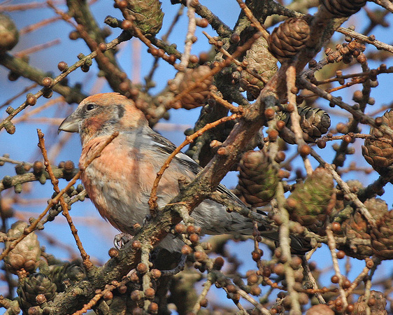 Two-barred Crossbill