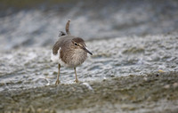 Common Sandpiper