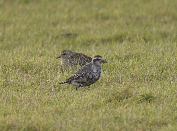 American Golden Plover