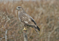 Buzzard