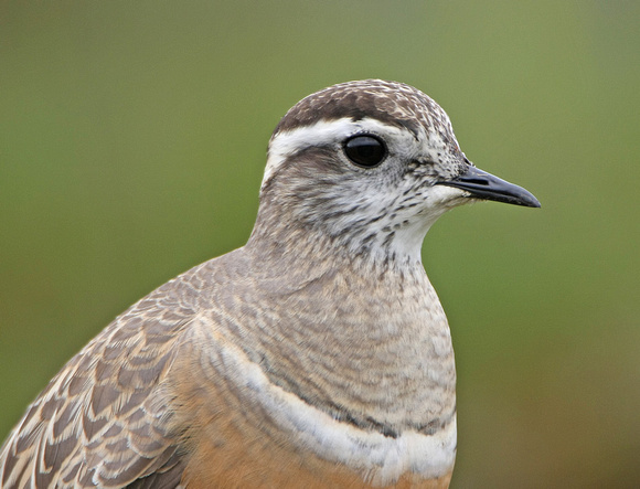 Dotterel