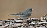 Dark-eyed Junco