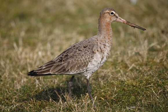 Black-tailed Godwit